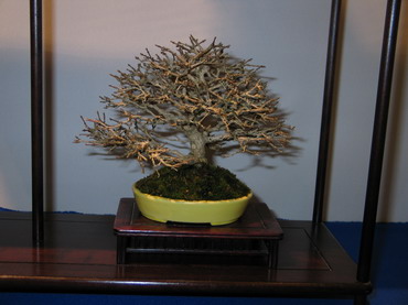 NolanderTrophy 2