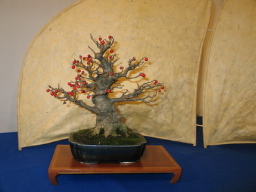 NolanderTrophy 7