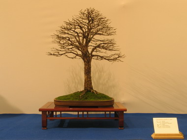 NolanderTrophy 3