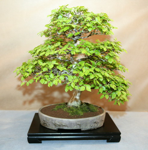baum