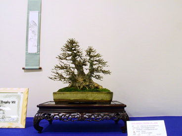 NolanderTrophy 7