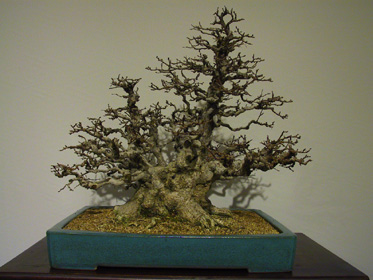 NolanderTrophy 7