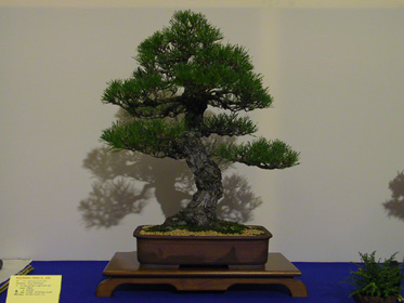NolanderTrophy 8