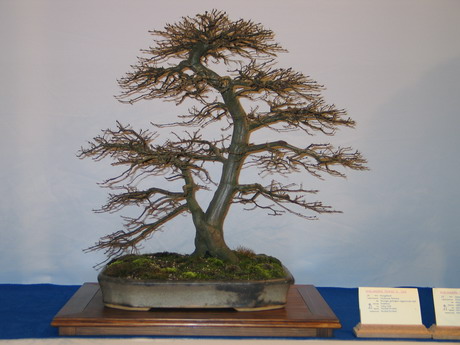 NolanderTrophy