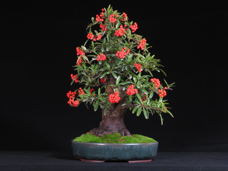 bonsai für zuhause Chinesische Feige Ficus microcarpa Ginseng Zimmerpflanze Ø9cm main image 0